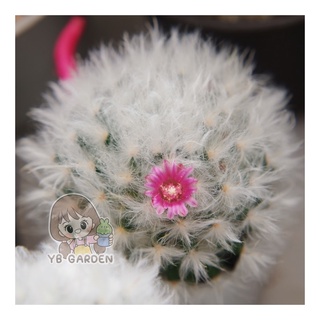 แมมขนแกะยกถาด mammillaria bocasana v. multilanata