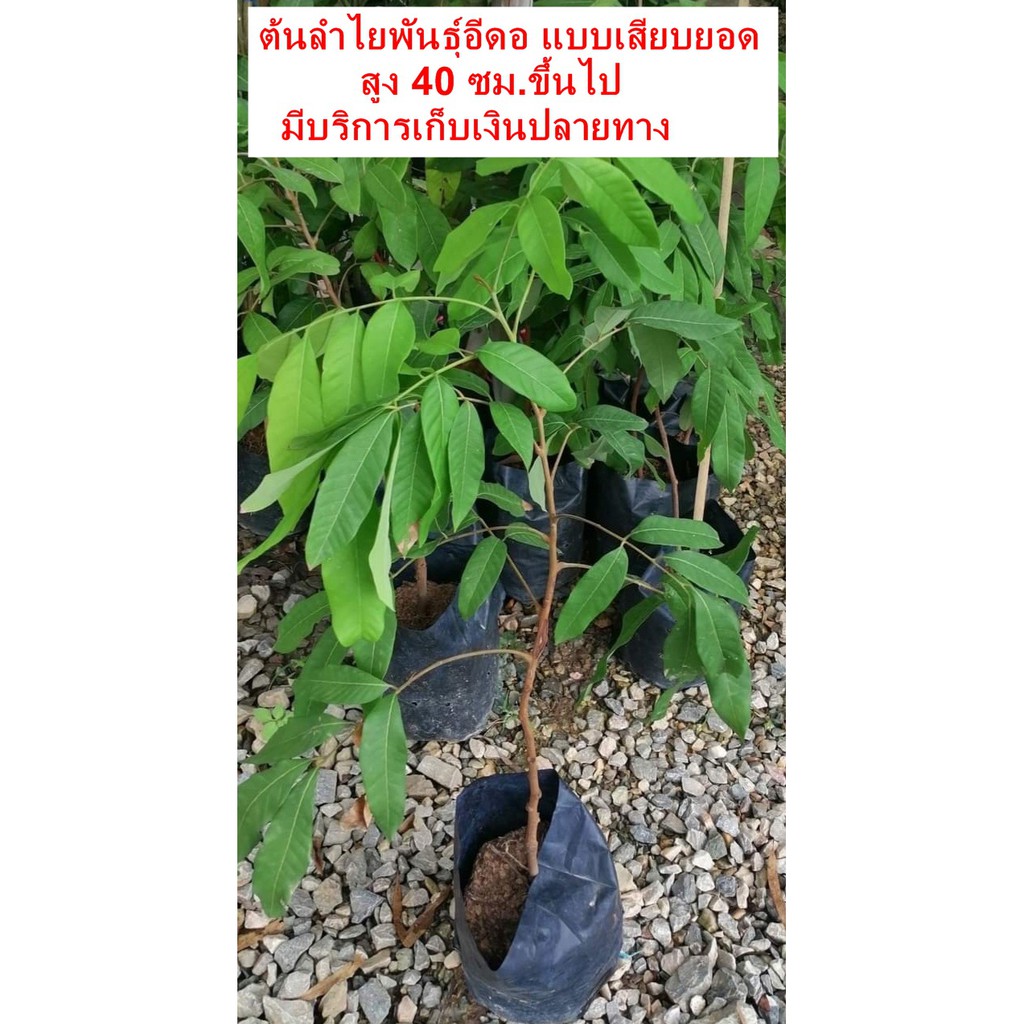 ต้นลำไย​พันธุ์​อี​ดอ​ แบบกิ่งตอน​ สูง​ 40​ ซม.ขึ้นไป​ ราคา​ 120​ บาท (มีราคาขายส่งค่ะ)