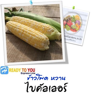 เมล็ดข้าวโพดหวาน (SweetCorn) ไบคัลเลอร์ 0156 พร้อมคู่มือ  (จาก โฮมการเด้น)