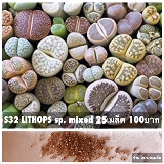 S32 Lithops species mix 25 เมล็ด 100 บาท