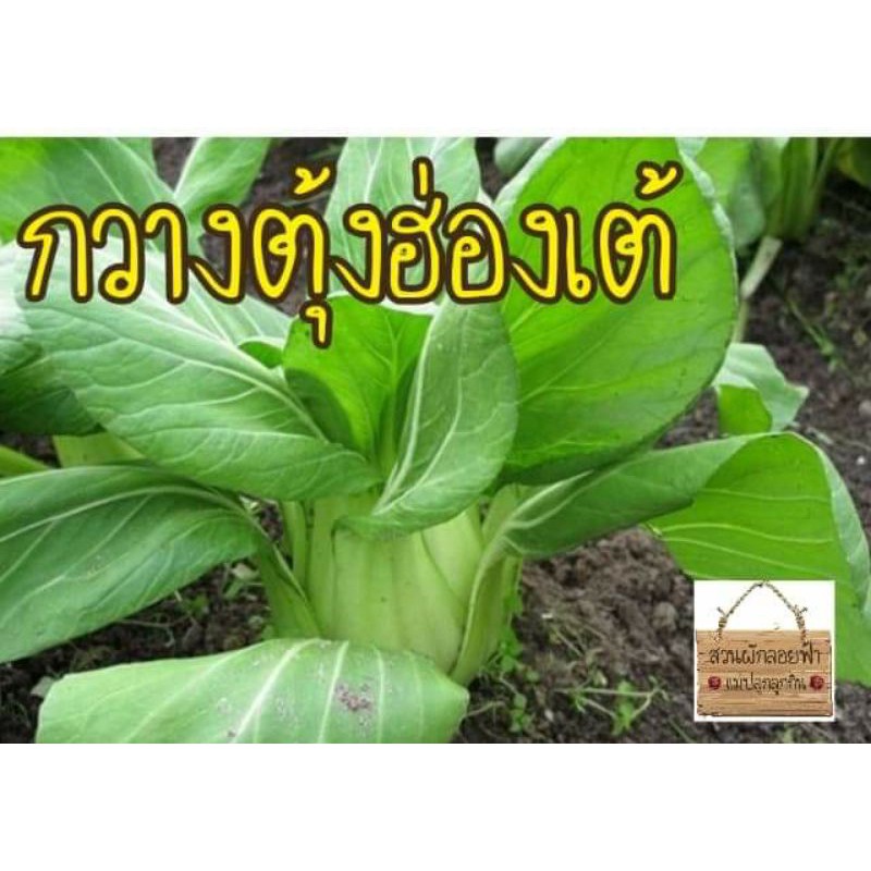 เมล็ดผักกวางตุ้งฮ่องเต้  2,400/12,000+เมล็ด ผักกวางตุ้งฮ่องเต้ทนร้อน"605"