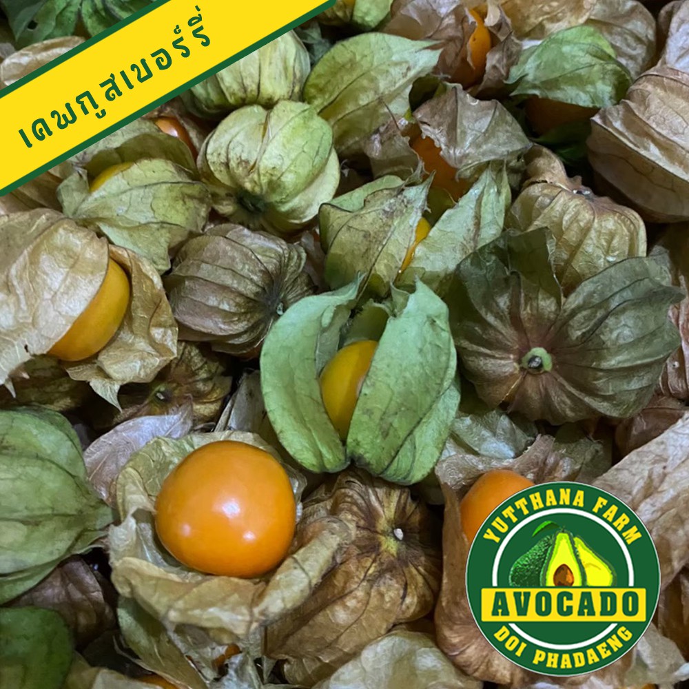 รูปภาพ 5