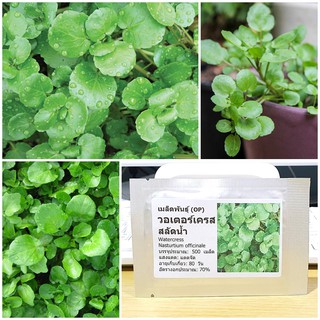 เมล็ดพันธุ์ วอเตอร์เครส สลัดน้ำ (Watercress Seed) บรรจุ 500 เมล็ด คุณภาพดี ราคาถูก ของแท้ 100%