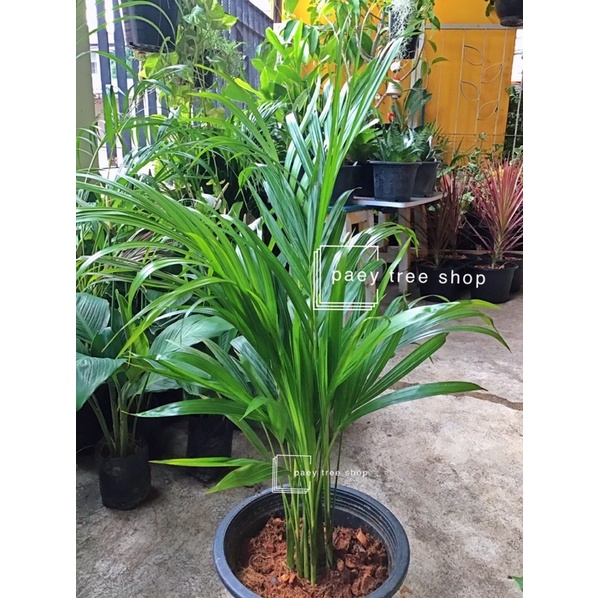 ต้นหมากเหลือง Areca palm ช่วยฟอกอากาศ ส่งแบบถุงดำ(1ออเดอร์สั่งได้1หรือ2ต้นท่านั้น)