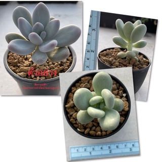 กุหลาบหินลูกอมเทาฟ้า Pachyphytum oviferum