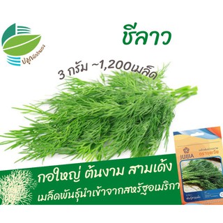 ผักชีลาว สามเด้ง (Dill)​ #ชีลาว