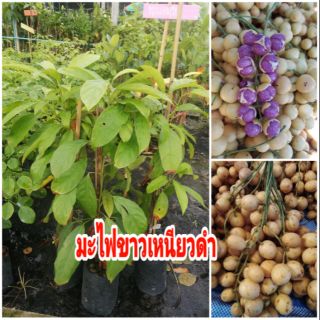 🌱🍒ต้นมะไฟขาวเหนียวดำ 😘 😍60cm