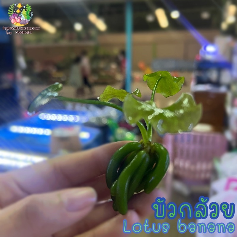บัวกล้วย Lotus banana🌱