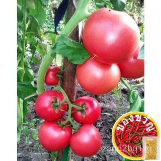 10pcs Seeds Tomato Lyana Pink Vegetable Seeds average average earlyกุหลาบ/ผู้ชาย/ผักกาดหอม/เมล็ด/หมวก/ดอกไม้/พาสต้า/กางเ