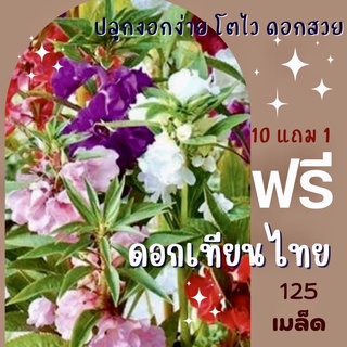 เมล็ดพันธุ์ ดอกเทียนไทย 125 เมล็ด เทียนไทย คละสีม่วง ชมพู บานเย็น ✅ราคาถูก🪴ปลูกง่าย ดอกสวยมาก🔥ซื้อ10แถม1 คละได้🔥