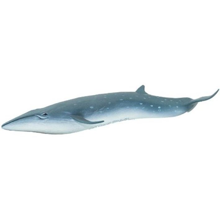 Safari Ltd. : SFR100098 โมเดล Sei Whale