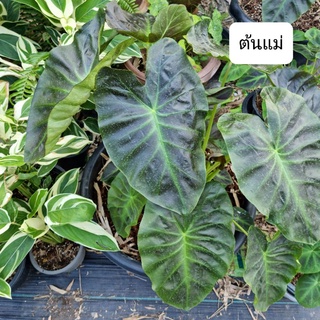 🪴โคโลคาเซียอโลฮ่า ❗️ตัดสด🍁 🍃colocasia aloha