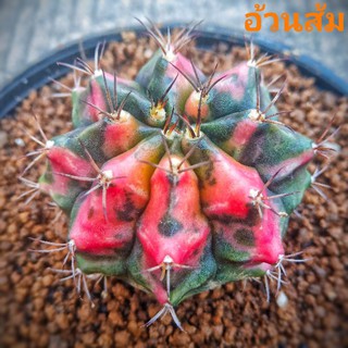 แคคตัสอ้วนส้ม🌵หน่อเด็ดสด💥ใช้กราฟ ขนาด1.5cm.