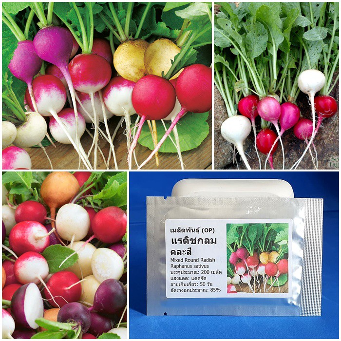 เมล็ดพันธุ์ แรดิชกลม คละสี (Mixed Round Radish Seed) บรรจุ 200 เมล็ด คุณภาพดี ราคาถูก ของแท้ 100%