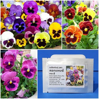 เมล็ดพันธุ์ ดอกแพนซี่ คละสี (Swiss Giants Pansy Mix Seed) บรรจุ 40 เมล็ด คุณภาพดี ราคาถูก ของแท้ 100%