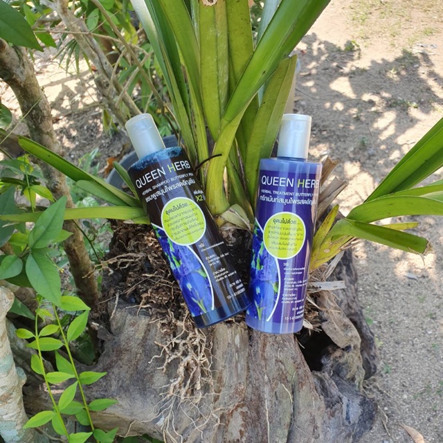 ยาสระผม queen herb