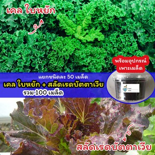 เมล็ดเคลใบหยิก + สลัดเรดบัตตาเวีย🌺พร้อมอุปกรณ์เพาะเมล็ด คะน้าเคลใบหยิก รวม 100 เมล็ด แคลอรี่ต่ำ ไฟเบอร์สูง บำรุงสายตา