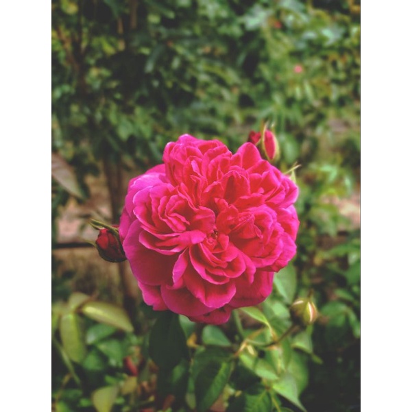 กลีบกุหลาบมอญอบแห้ง 500 กรัม กุหลาบมอญสุโขทัย(แดงประเสริฐ) dried rose petals 500g พร้อมส่ง - รูปที่ 3