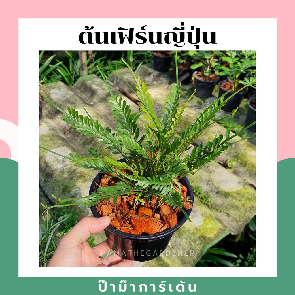 ต้นเฟิร์นญี่ปุ่น มาพร้อมกระถาง 5-6 นิ้ว