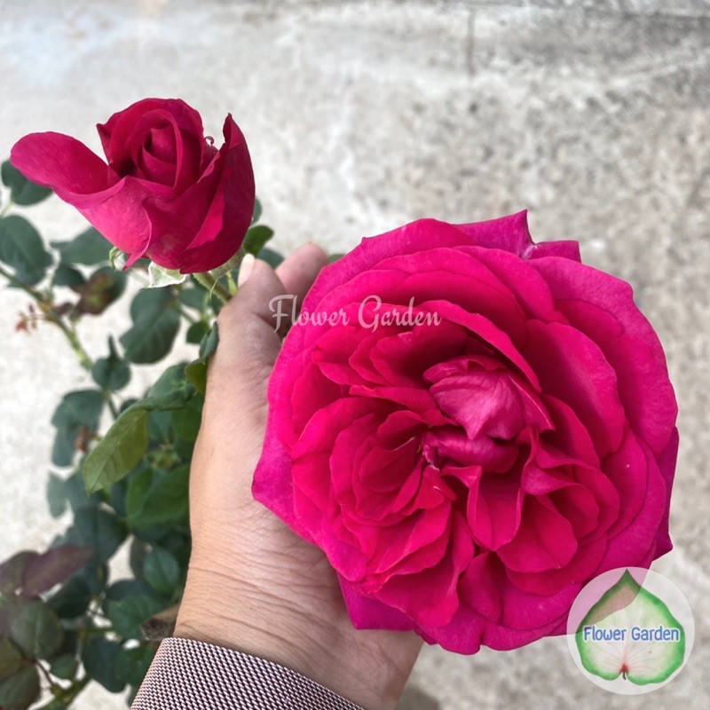 F574 กุหลาบ เดอะ ปริ้น The prince  ดอกหอมแรงมาก 🌹บานทน ต้นแข็งแรงพร้อมส่งค่ะ