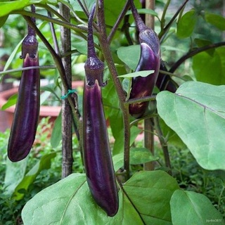 Eggplant Seeds - Long Purple Seedsบ้านและสวน/เสื้อ/คื่นฉ่าย/กุหลาบ/ผู้ชาย/กางเกง/แอปเปิ้ล/มะละกอ/seeds/สวน/ PMX2