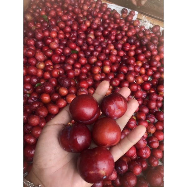 เชอรี่ดอย(พลัมจูหลี) เนื้อสีเหลืองฉ่ำ 1kg.