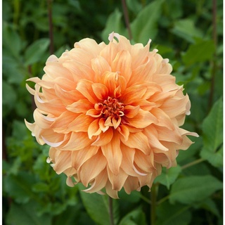 1 หัว/ออเดอร์ รักเร่ Dahlia สายพันธุ์ Hercules หัวรักเร่