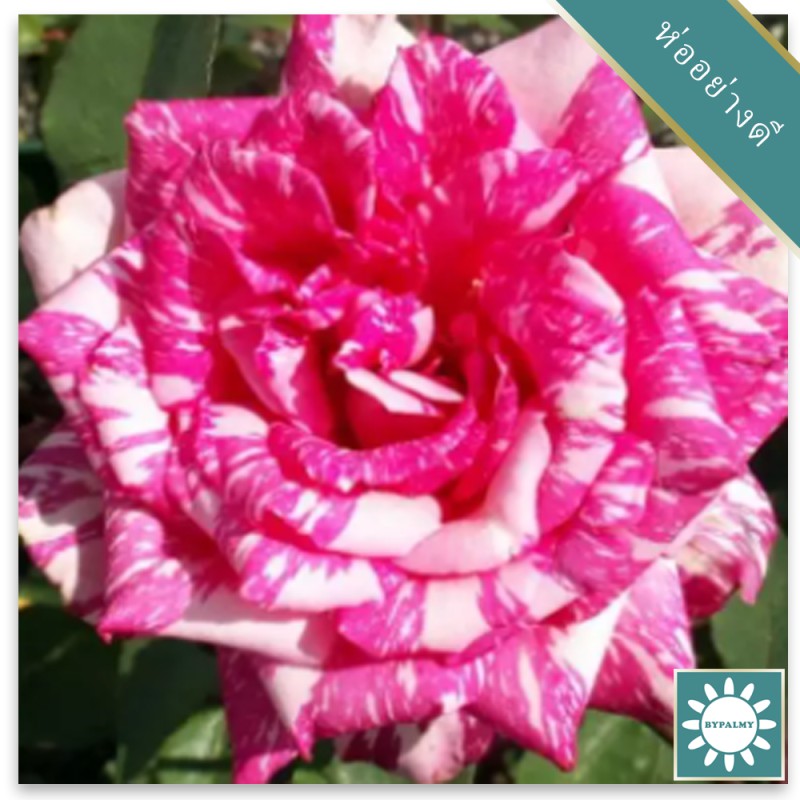 20 เมล็ด กุหลาบ White Pink Rose Rose Seeds