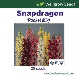 เมล็ด: Snapdragon Rocket (20เมล็ด) Snapdragon:จรวดชุด Dragon S เมล็ด 74DK