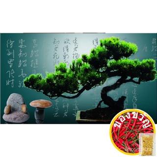 wholesale !!50pcs Japanese pine tree seeds, Pinus thunbergii seeds, bonsai seeds DIY home garden母婴/手链/头饰/seeds/儿童/上衣/花园/