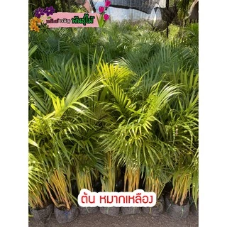 ต้น หมากเหลือง สูง 90-100 cm.ไม้ฟอกอากาศ ไม้ประดับ พุ่มใหญ่ กอหนาสวย พร้อมส่ง สำคัญกรุณาสั่งซื้อในเวลา12:00น.-00:00น.
