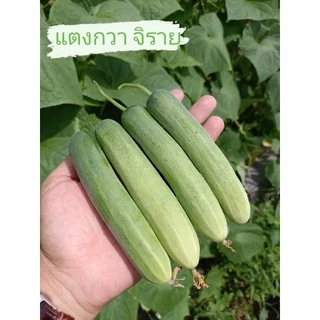 จิรายุ แตงกวาลูกผสม เมล็ดพันธุ์ ตรา ดาวทอง ลอตใหม่