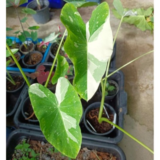 โคโลคาเซีย มิลค์กี้เวย์/Colocasia Milky Way🍼