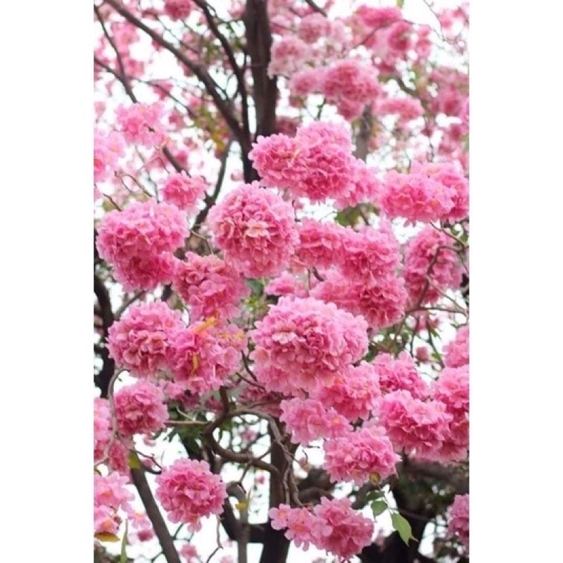 🌸 ต้นชมพูพันธ์ทิพย์ ดอกสีชมพู ไม้ยืนต้น  ‼️หากเสียหายเครมฟรี ไม่มีค่าใช้จ่าย‼️