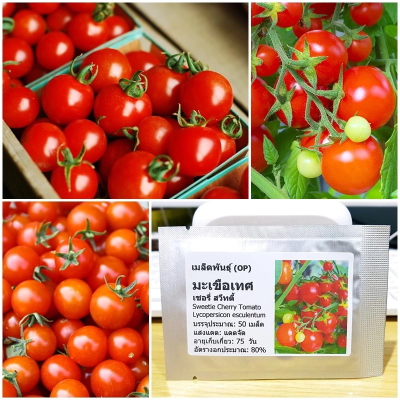 เมล็ดพันธุ์ มะเขือเทศ เชอรี่สวีทตี้ Sweetie Cherry Tomato Seed 50 เมล็ด คุณภาพดี ของแท้ 100%