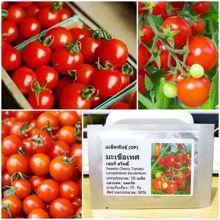 เมล็ดพันธุ์ มะเขือเทศ เชอรี่สวีทตี้ Sweetie Cherry Tomato Seed 50 เมล็ด คุณภาพดี ของแท้ 100%