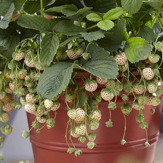 Strawberry สายพันธุ์ Pineberry 50 เมล็ด เมล็ดพันธุ์นำเข้าจาก ยุโรป