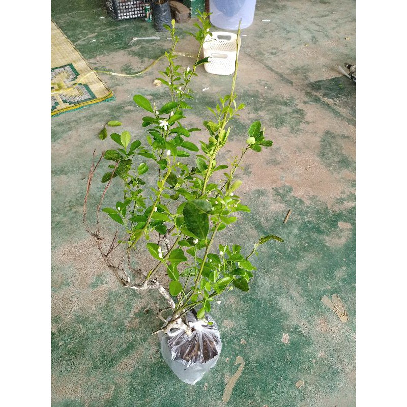 ต้นส้มแป้น,ใบแป้นกิ่งชำในถุงพร้อมปลูก