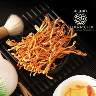 ถังเช่าสีทอง (Cordyceps Militaris) กระตุ้นระบบภูมิต้านทานของ…