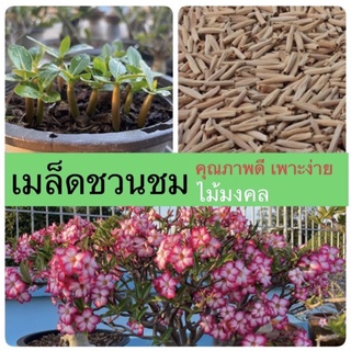 เมล็ดชวนชม ชวนชม เมล็ดดอกไม้ พันธุ์ยอดนิยม ราชินีพันดอก บางคล้า เขาหินซ้อน ฯลฯ เปอร์เซ็นการขึ้นดีมาก เพาะง่าย ไม้มงคล