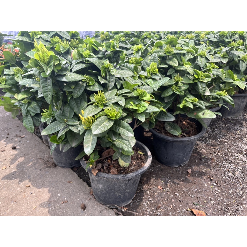 มุมมอง 4