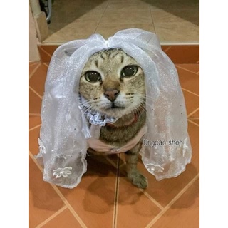 ชุดเจ้าสาวแมว ชุดเจ้าสาวสุนัข ชุดราตรีแมว ชุดราตรีสุนัข 👰🏻🐶🐱