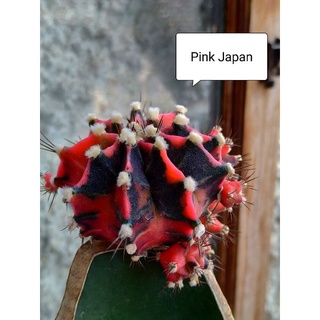 Pink Japan สวยๆ หน่อเด็ดสด ยิมโดนด่าง cactus