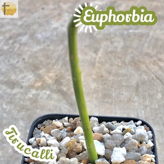 [พญาไร้ใบ] Euphorbia Tirucalli ส่งพร้อมกระถาง แคคตัส Cactus Succulent ไม้อวบน้ำ พืชอวบน้ำ ไม้หนาม ไม้โขด ไม้ทะเลทราย