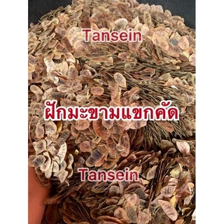 ฝักมะขามแขก ฝักมะขามแขกคัดสะอาดพร้อมส่ง