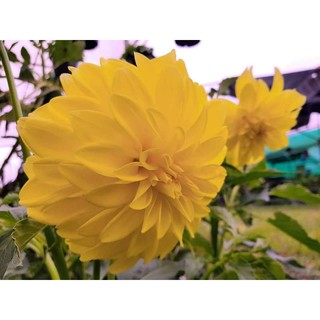 เหง้า หัวไม้ ดอกรักเร่ หรือดอกดาห์เลีย (Dahlia) Dahlia Golden Shine ดอกใหญ่ สินค้านำเข้า เหง้าแข็งแรงใหญ่