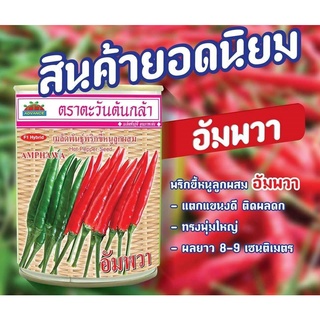 พริกอัมพวา ขนาด 20 และ 50 กรัม AMPHAWA แข็งแรงผลใหญ่ ตลาดรับซื้อ เมล็ดเมล็ดพันธุ์พริก