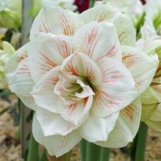 1 หัวว่าน ว่านสี่ทิศฮอลแลนด์ Amaryllis Nymph 18-24 ซม สินค้านำเข้า แช่เย็นแล้ว หัวขนาดใหญ่ สินค้าจำนวนจำกัด