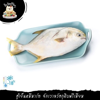 750-850G/PC ปลาจาระเม็ดทองไซด์ใหญ่ GOLDEN POMPANO