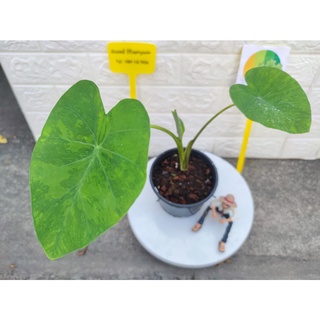 บอนไทเกอร์ colocasia tiger stripe